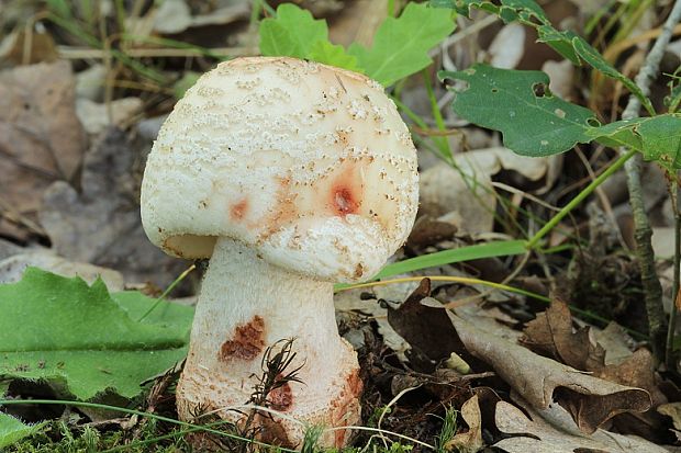 muchotrávka červenkastá Amanita rubescens Pers.