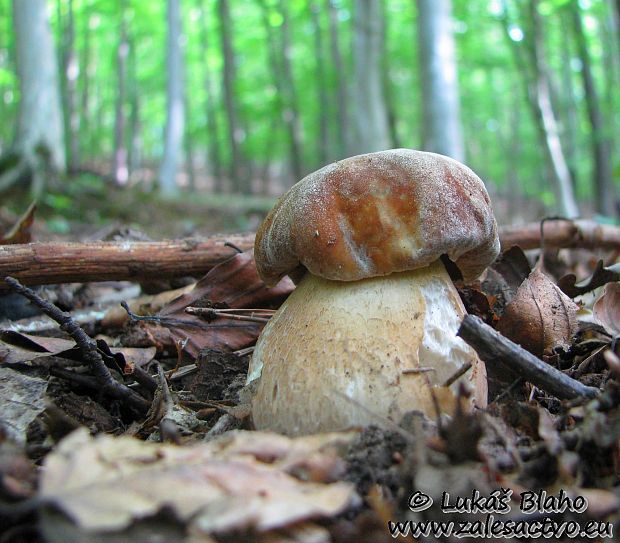 hríb dubový Boletus reticulatus Schaeff.