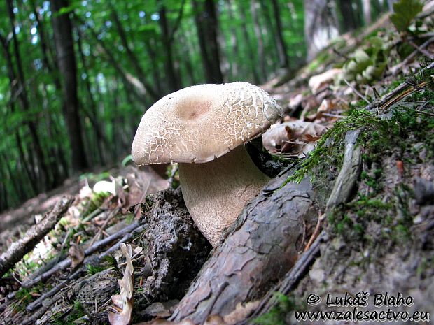 hríb dubový Boletus reticulatus Schaeff.