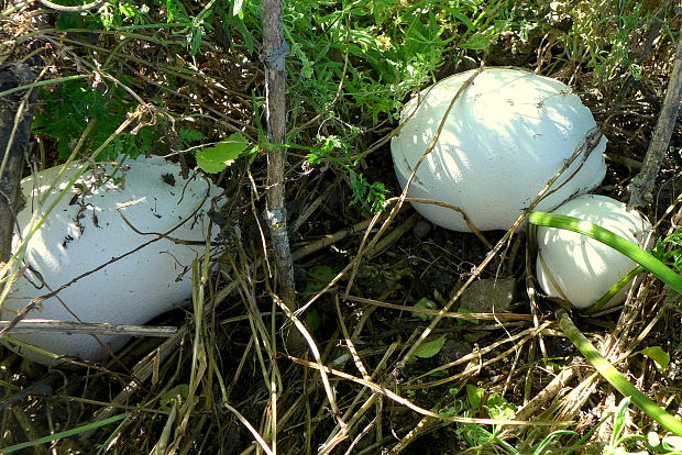 vatovec obrovský Calvatia gigantea (Batsch) Lloyd