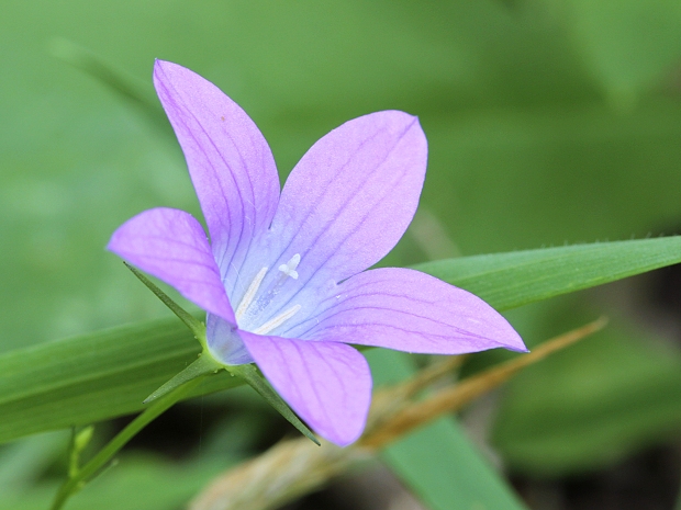 zvonček konáristý Campanula patula L.