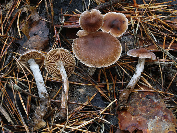 pavučinovec uhladený Cortinarius comptulus M.M. Moser