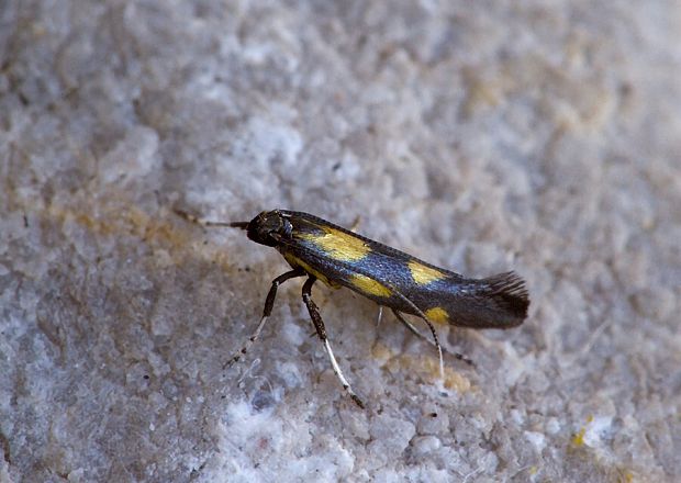 psotka ľubovníková Euspilapteryx auroguttella