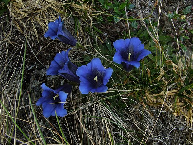 horec clusiov Gentiana clusii Perr. et Songeon