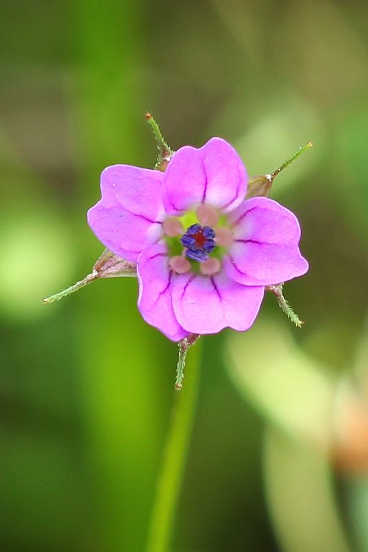 pakost holubí Geranium columbinum L.