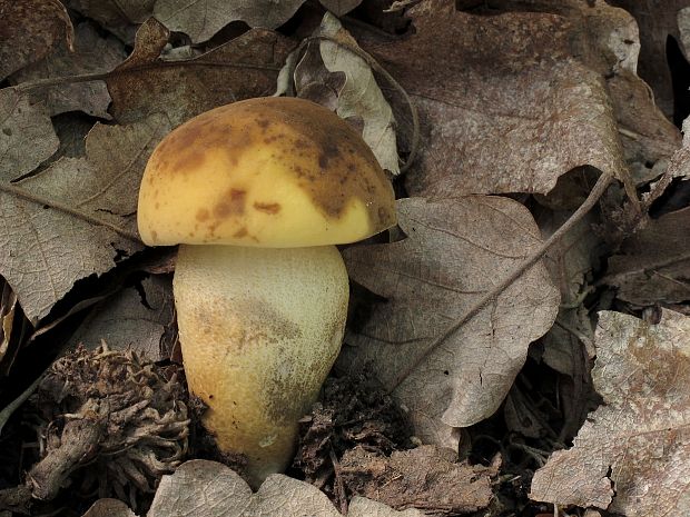 kozák žltopórový Leccinellum crocipodium (Letell.) Della Maggiora & Trassinelli