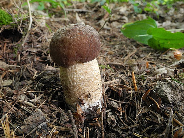 kozák hrabový Leccinum pseudoscabrum (Kallenb.) Šutara