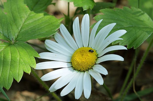 margaréta biela Leucanthemum vulgare Lam.