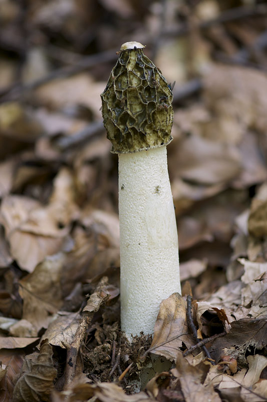 hadovka smradľavá Phallus impudicus L.