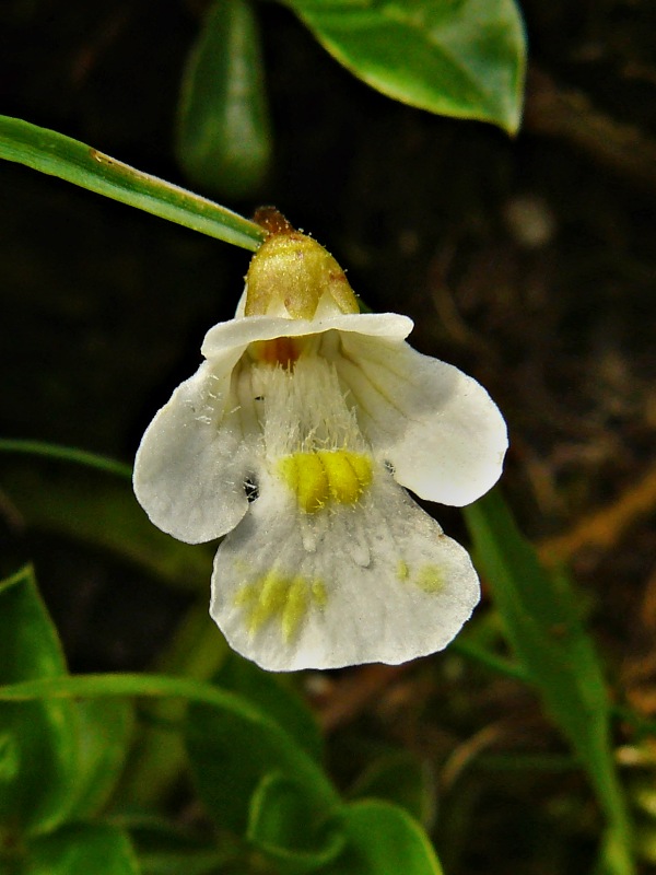 tučnica alpínska Pinguicula alpina L.