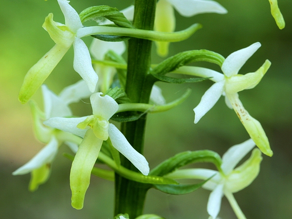 vemenník zelenkastý Platanthera chlorantha (Custer) Reinchenb.