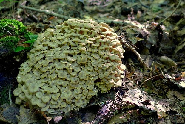 trúdnik klobúčkatý Polyporus umbellatus (Pers.) Fr.