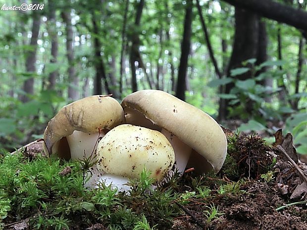 plávka Russula sp.