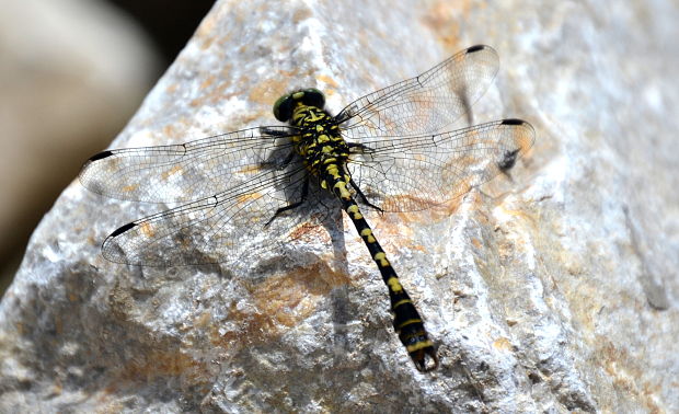 klinovka čiernonohá-samček  Onychogomphus forcipatus