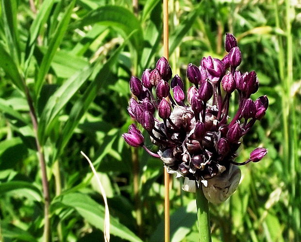 cesnak orešcový Allium scorodoprasum L.