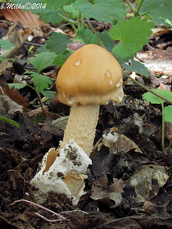 muchotrávka oranžová Amanita crocea (Quél.) Singer