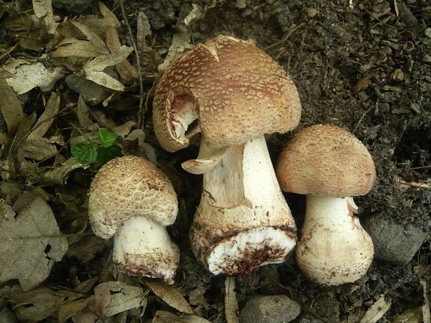 muchotrávka červenkastá Amanita rubescens Pers.