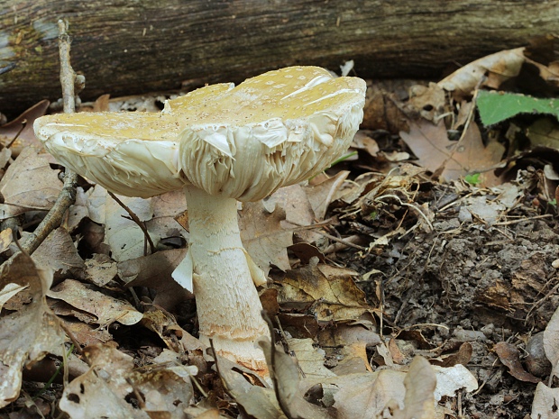 muchotrávka červenkastá Amanita rubescens Pers.