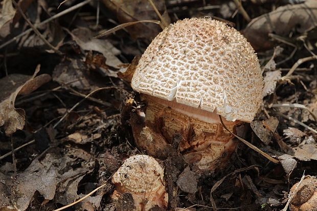 muchotrávka červenkastá Amanita rubescens Pers.