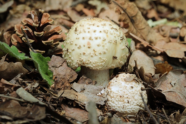 muchotrávka červenkastá Amanita rubescens Pers.