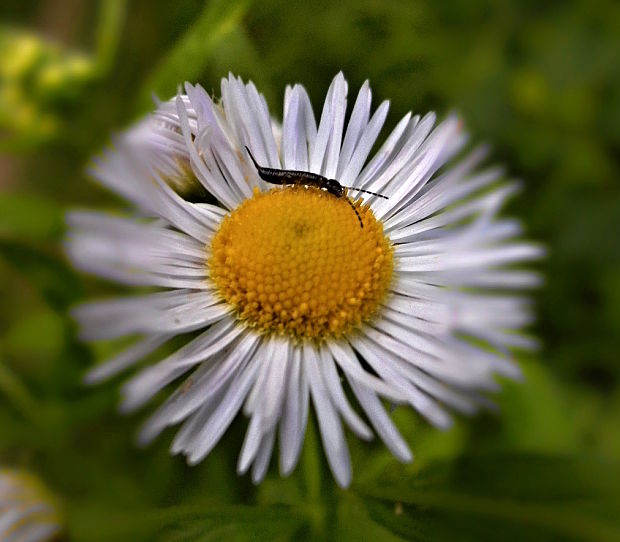 sedmokráska obyčajná Bellis perennis L.