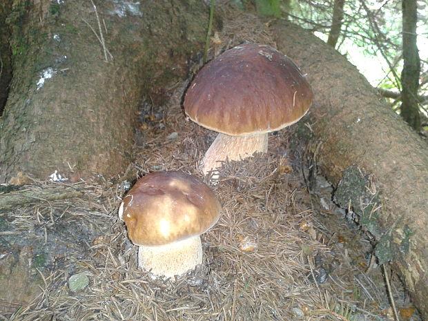 hríb smrekový Boletus edulis Bull.