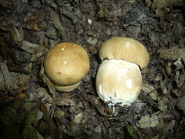 hríb dubový Boletus reticulatus Schaeff.