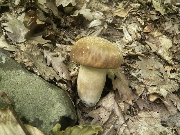 hríb dubový Boletus reticulatus Schaeff.