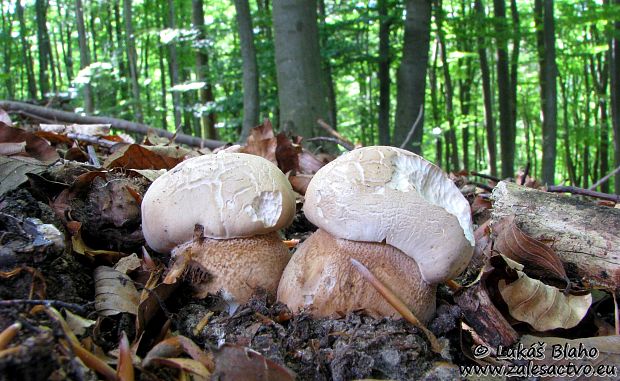 hríb dubový Boletus reticulatus Schaeff.