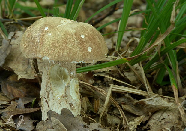 hríb dubový Boletus reticulatus Schaeff.