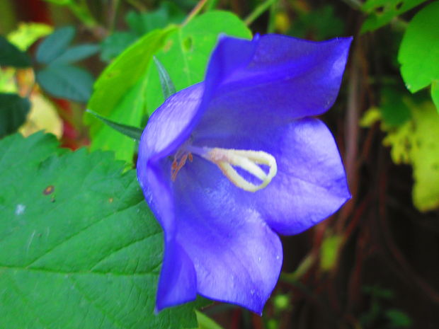 zvonček Campanula sp.