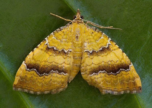 piadivka žihľavová Camptogramma bilineata