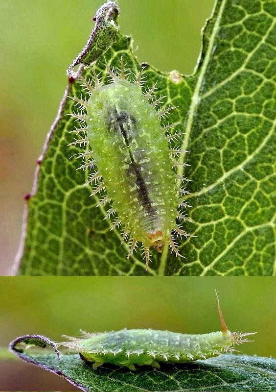 štítnatec larva Cassida larv