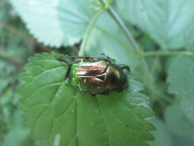 zlatoň obyčajný Cetonia aurata