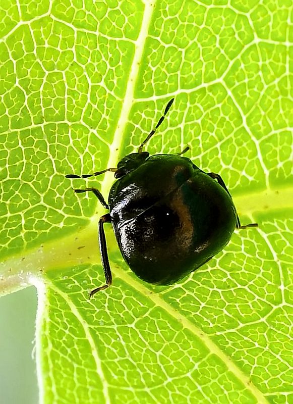 okrúhlička čierna Coptosoma scutellatum Geoffroy, 1785