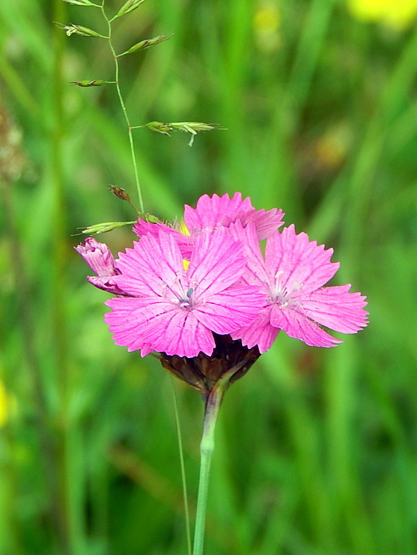 klinček pontederov Dianthus pontederae A. Kern.