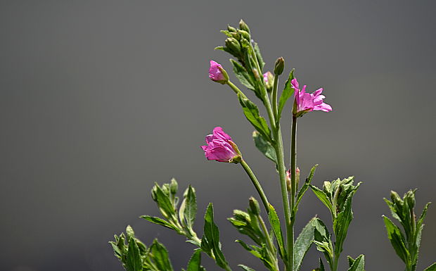 vŕbovka chlpatá Epilobium hirsutum L.