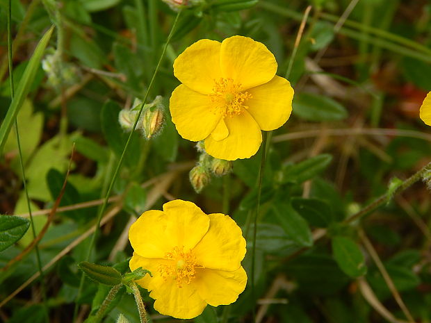 devätorník veľkokvetý Helianthemum grandiflorum (Scop.) DC.