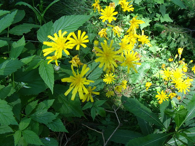 jastrabník Hieracium sp.