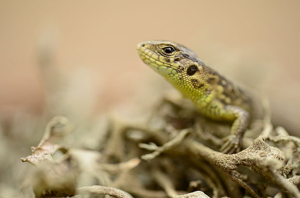 jašterica krátkohlava Lacerta agilis