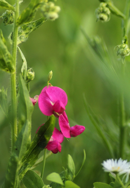 hrachor hľuznatý Lathyrus tuberosus L.