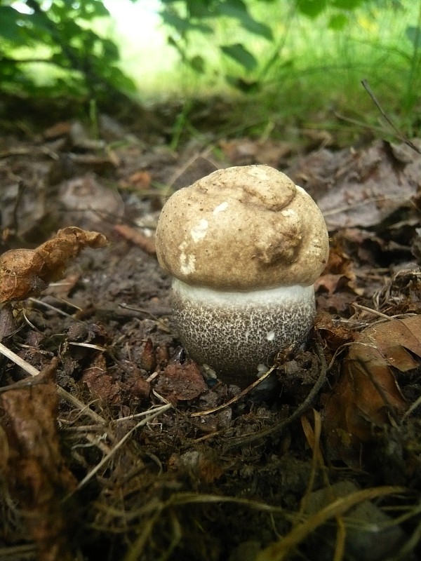 kozák topoľový Leccinum duriusculum f. robustum Lannoy & Estadès