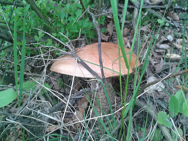 kozák brezový Leccinum scabrum (Bull.) Gray