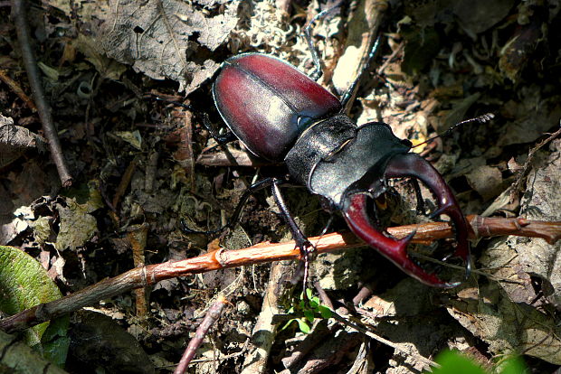 roháč veľký Lucanus cervus