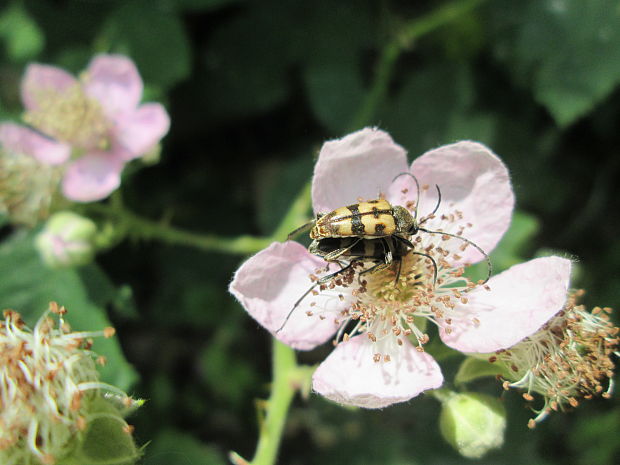 fuzac  Pachytodes erraticus