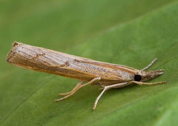 trávovec kostravový Pediasia contaminella