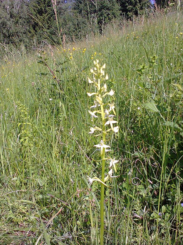 vemenník zelenkastý Platanthera chlorantha (Custer) Reinchenb.