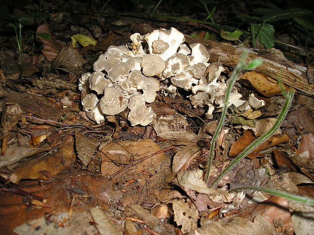 trúdnik klobúčkatý Polyporus umbellatus (Pers.) Fr.