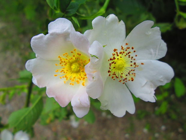 ruža šípová Rosa canina L.