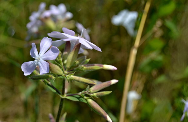 mydlica lekárska Saponaria officinalis L.